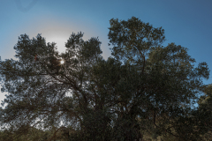 Kamilari - Alter Olivenbaum