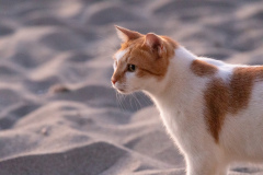 Kalamaki