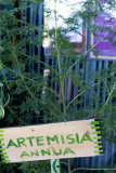 Botano - Listaros