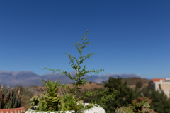 Botano - Listaros