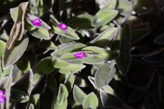 Botano - Listaros