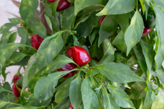 Botano - Listaros