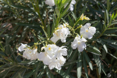 Kalamaki