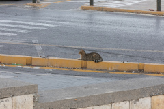 Heraklion