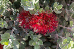 Kalamaki