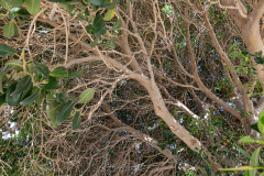 Matala