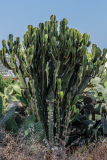 Pitsidia