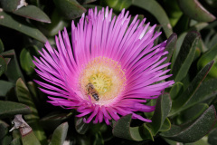 Rote Mittagsblume - Carpobrotus acinaciformis