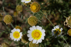 Horizontale Windmühle - Weg und Umgebung - Kronen-Wucherblume
