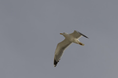 Möwe