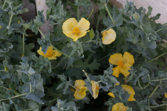 Gelber Hornmohn