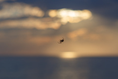 Spinne