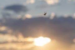 Spinne