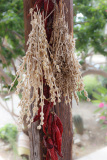 Botano