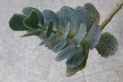 100-Kreta-26