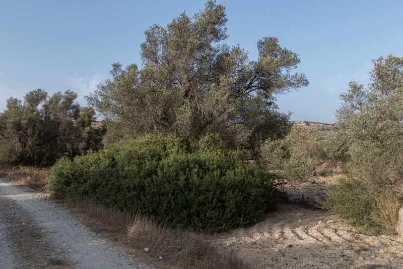 Kamilari