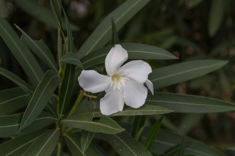 Kalamaki