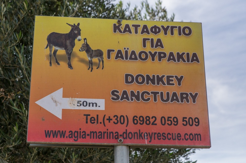 Agia Marina Donkey Rescue