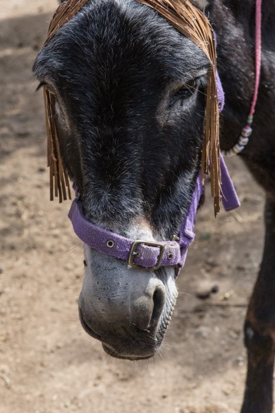 Agia Marina Donkey Rescue