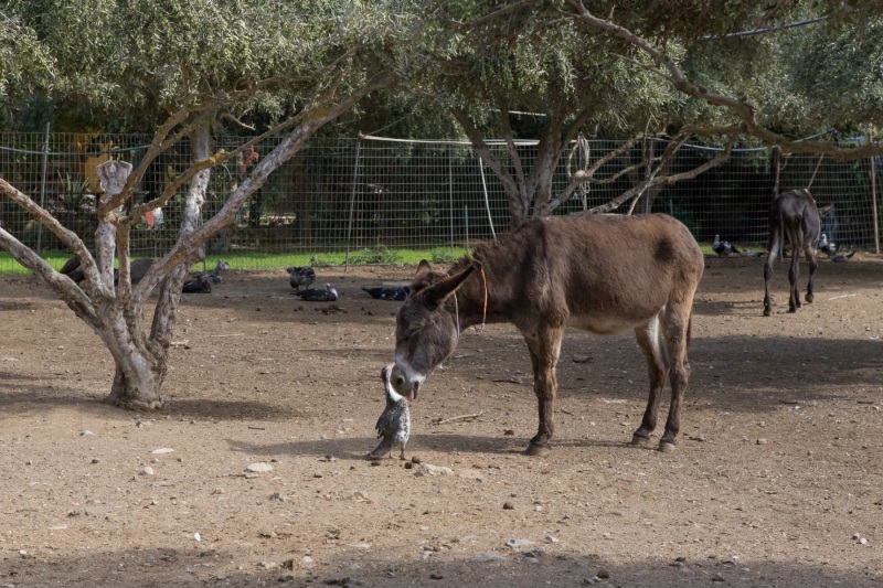 Agia Marina Donkey Rescue