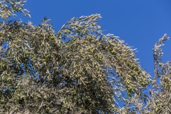 Pitsidia