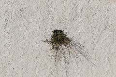 Pitsidia