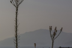 Kamilari
