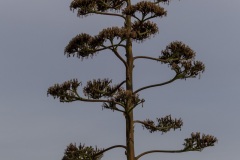 Kalamaki