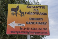 Agia Marina Donkey Rescue