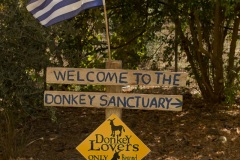 Agia Marina Donkey Rescue