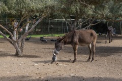 Agia Marina Donkey Rescue