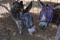 Agia Marina Donkey Rescue